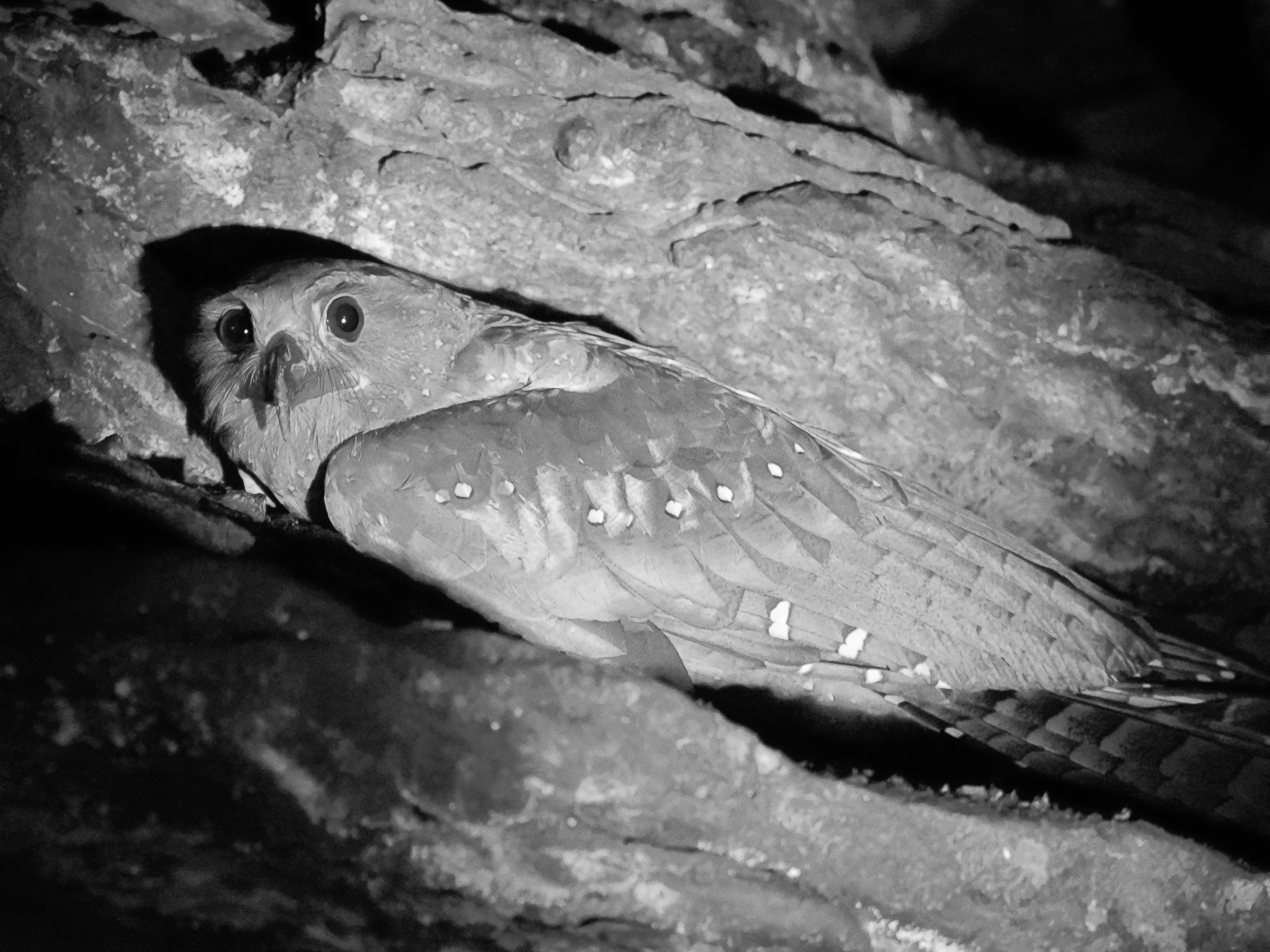 Oilbird In search of oilbird: Visiting Trinidad’s Famous Dunston Cave at Asa ...
